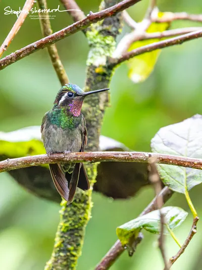 Hummingbirds of Costa Rica